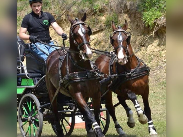 Koń lipicański Wałach 14 lat 160 cm in Prinzersdorf