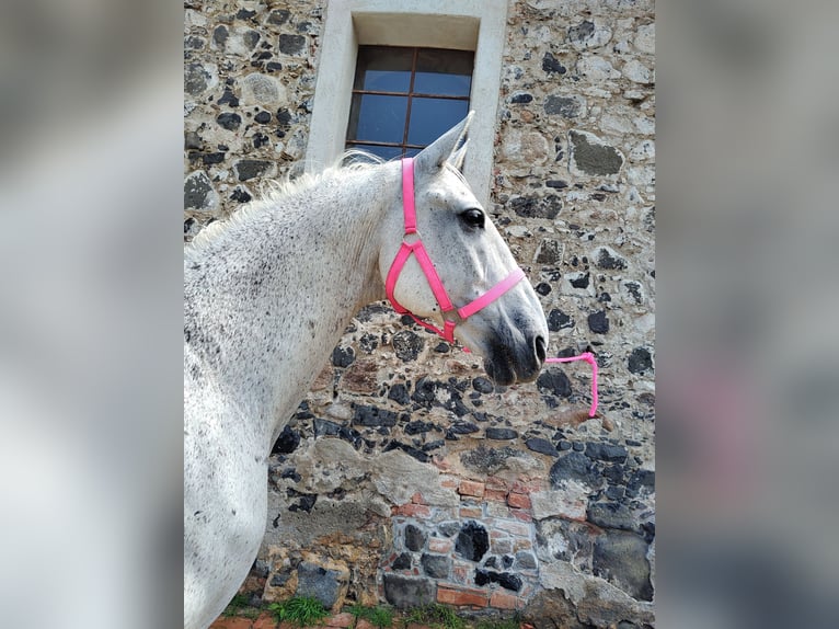 Koń lipicański Wałach 14 lat 162 cm Siwa w hreczce in Studniska Dolne