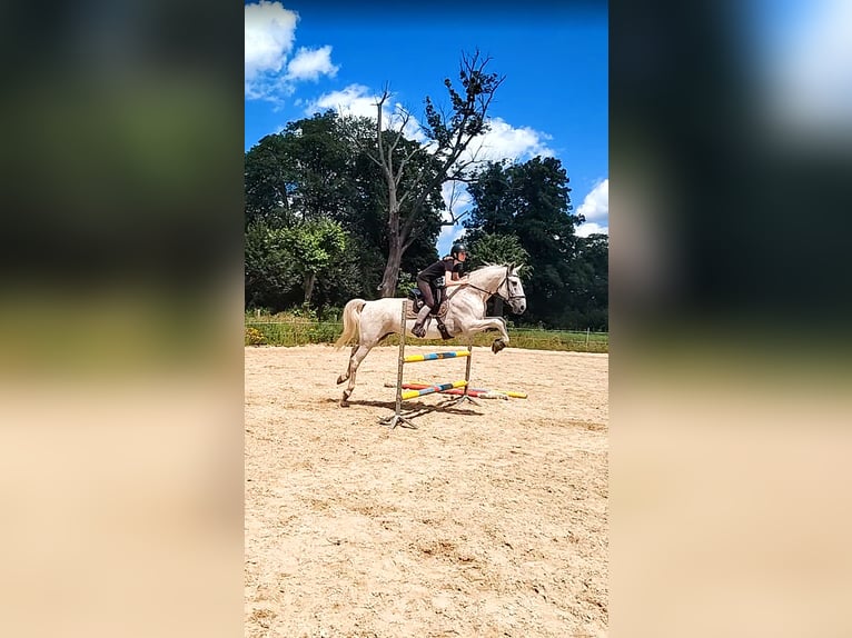 Koń lipicański Wałach 14 lat 162 cm Siwa w hreczce in Studniska Dolne