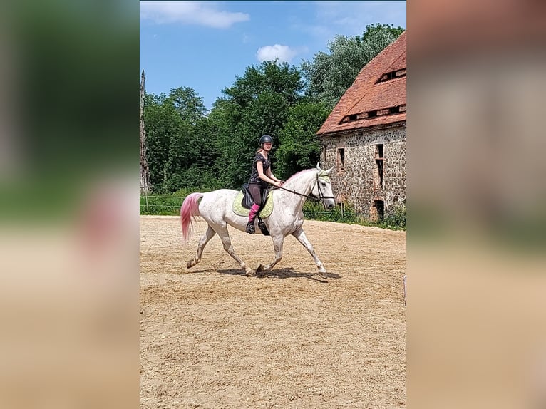 Koń lipicański Wałach 14 lat 162 cm Siwa w hreczce in Studniska Dolne