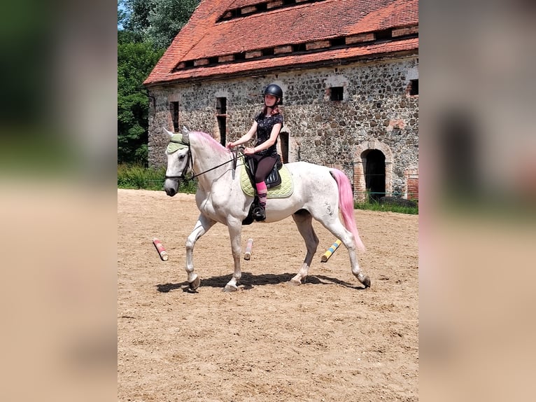 Koń lipicański Wałach 14 lat 162 cm Siwa w hreczce in Studniska Dolne