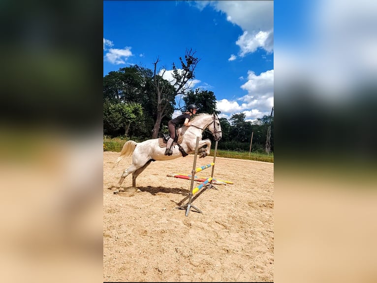 Koń lipicański Wałach 14 lat 162 cm Siwa w hreczce in Studniska Dolne