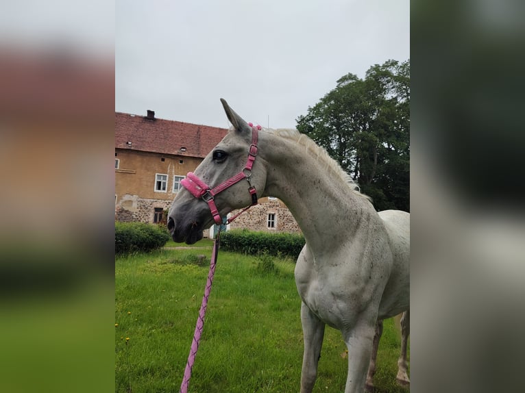 Koń lipicański Wałach 14 lat 162 cm Siwa w hreczce in Studniska Dolne