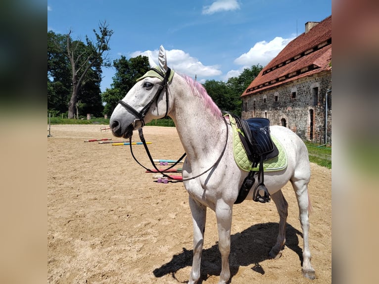 Koń lipicański Wałach 14 lat 162 cm Siwa w hreczce in Studniska Dolne