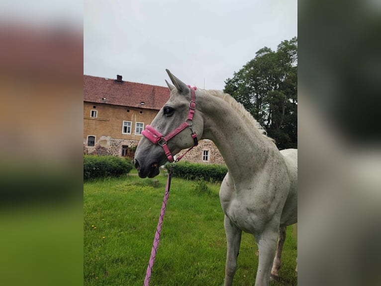 Koń lipicański Wałach 14 lat 162 cm Stalowosiwy in Studniska Dolne