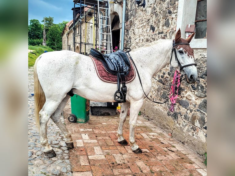 Koń lipicański Wałach 14 lat 162 cm Stalowosiwy in Studniska Dolne