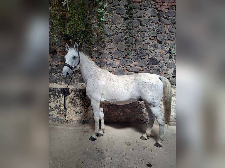 Koń lipicański Wałach 14 lat 162 cm Stalowosiwy in Studniska Dolne