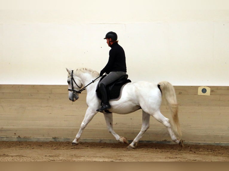 Koń lipicański Wałach 15 lat 155 cm Siwa in radovljica