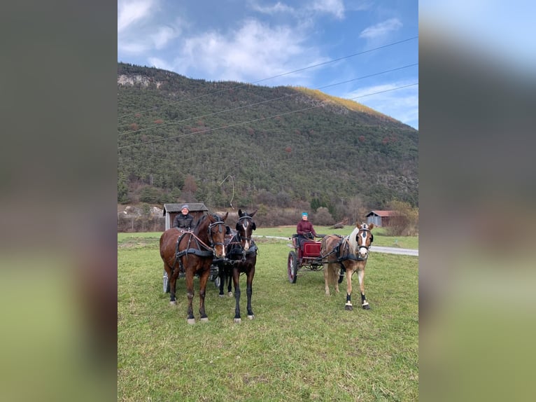 Koń lipicański Wałach 15 lat 158 cm Gniada in Tirol