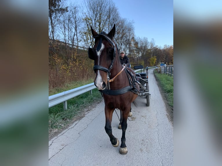 Koń lipicański Wałach 15 lat 158 cm Gniada in Tirol