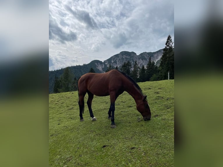 Koń lipicański Wałach 15 lat 158 cm Gniada in Tirol