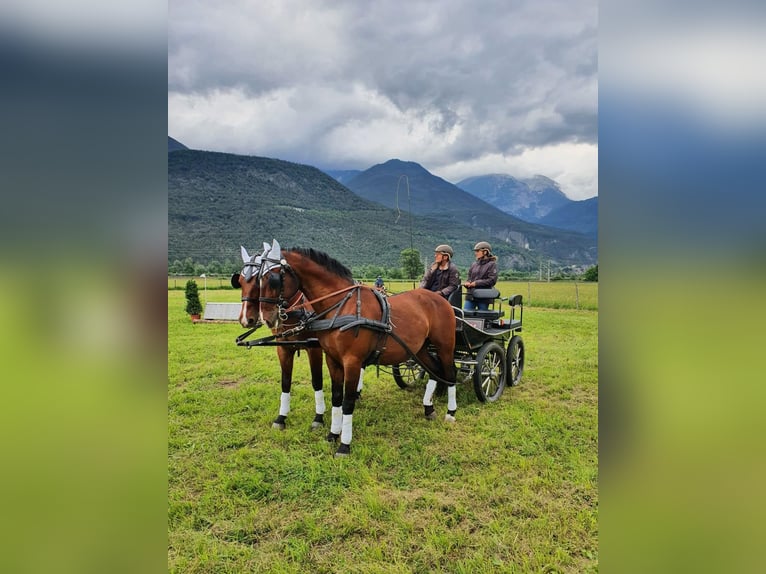 Koń lipicański Wałach 15 lat 158 cm Gniada in Tirol