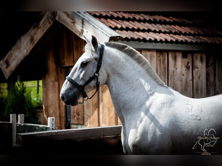 Koń lipicański Wałach 15 lat 158 cm Siwa in Patersdorf