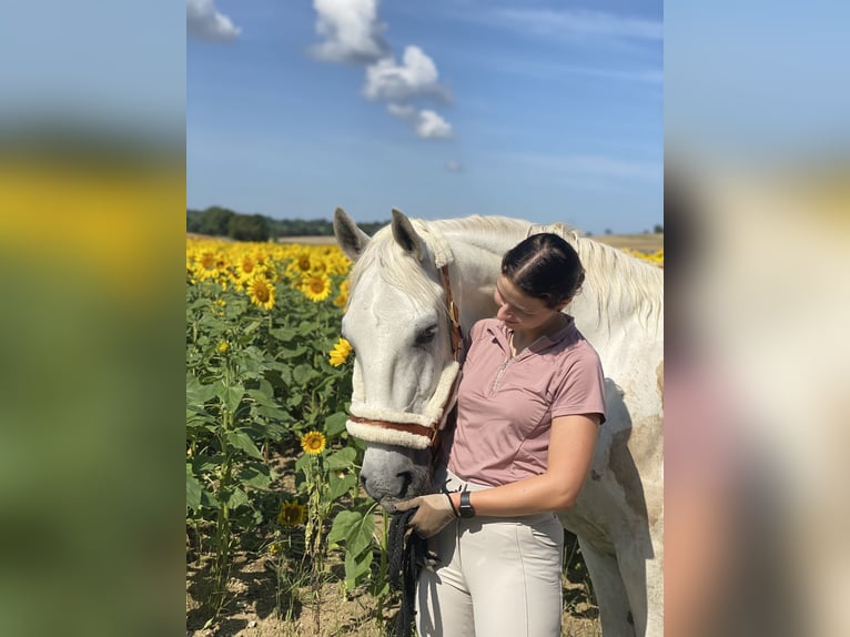 Koń lipicański Wałach 16 lat 162 cm Siwa in Künzelsau