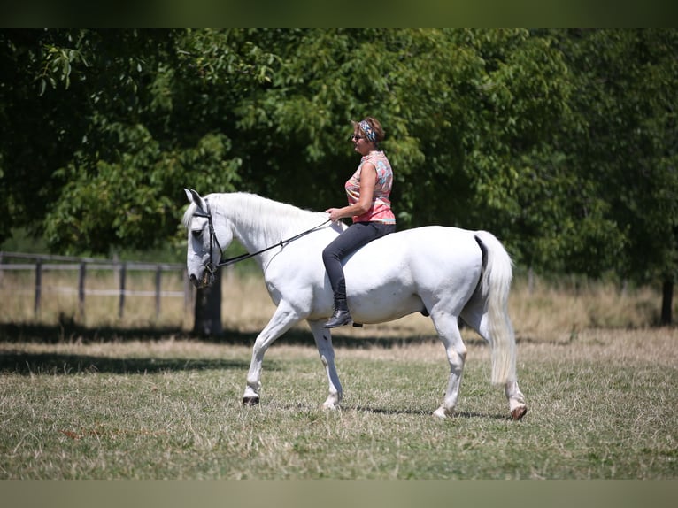 Koń lipicański Wałach 23 lat 148 cm Siwa in Steißlingen