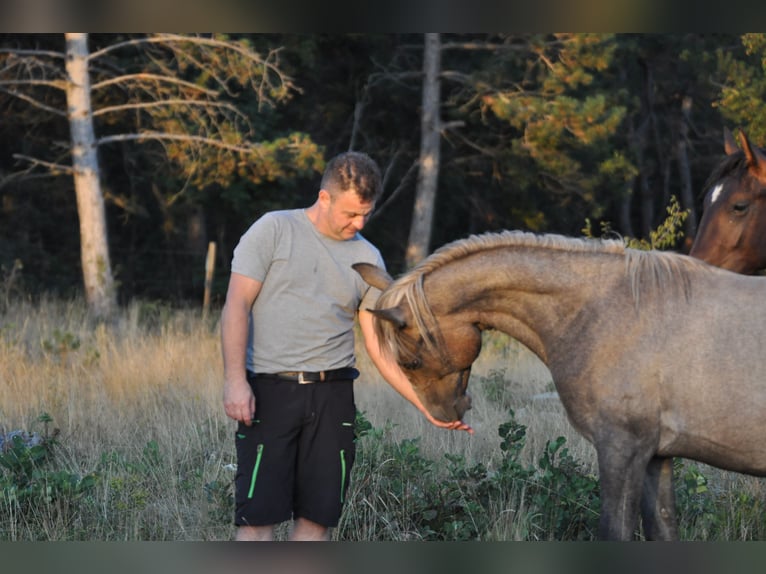 Koń lipicański Wałach 2 lat 151 cm Siwa in Kozina