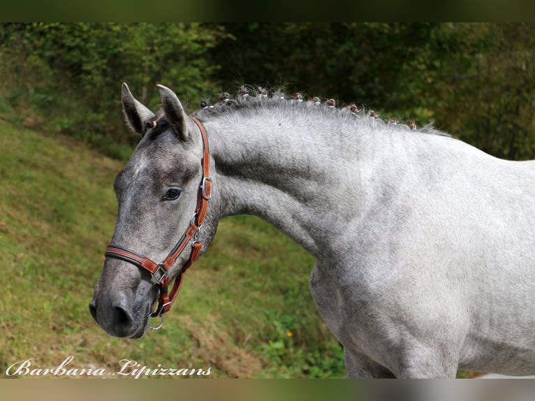 Koń lipicański Wałach 2 lat 156 cm Siwa in Radovljica