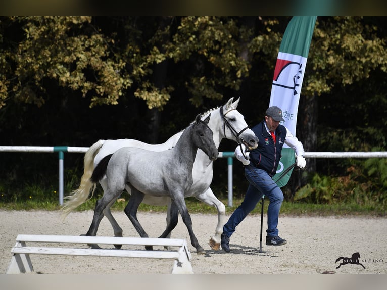 Koń lipicański Wałach 2 lat 156 cm Siwa in Radovljica