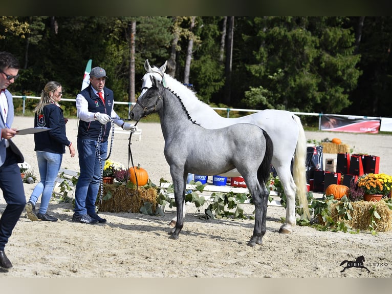 Koń lipicański Wałach 2 lat 156 cm Siwa in Radovljica