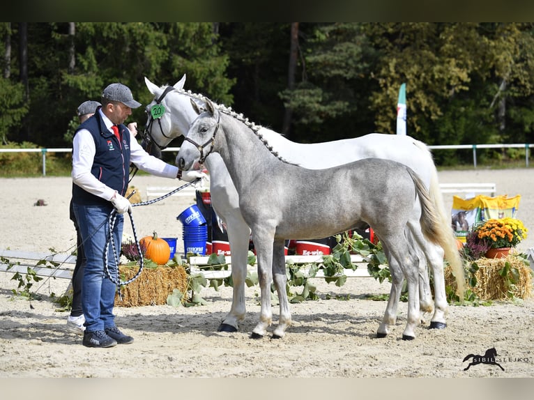 Koń lipicański Wałach 2 lat 158 cm Siwa in Radovljica