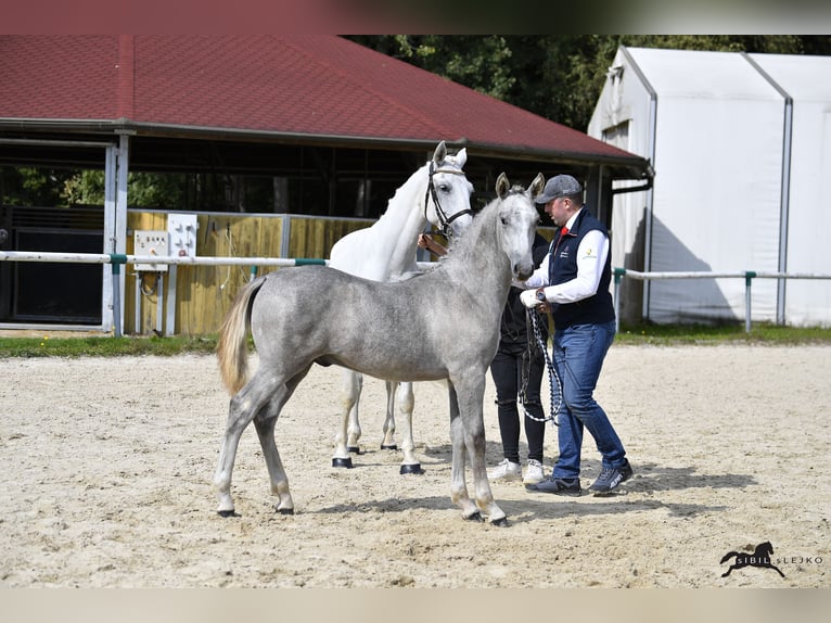 Koń lipicański Wałach 2 lat 158 cm Siwa in Radovljica