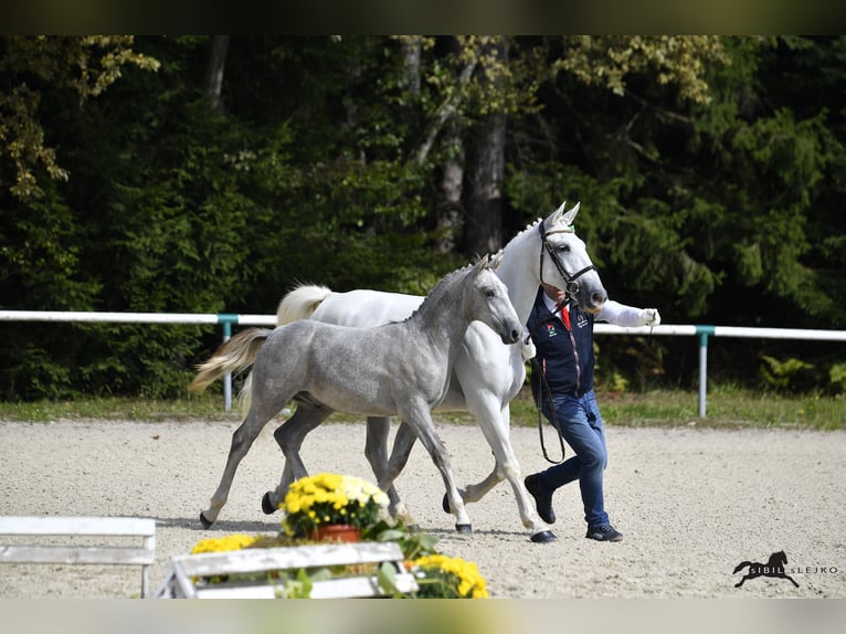 Koń lipicański Wałach 2 lat 158 cm Siwa in Radovljica