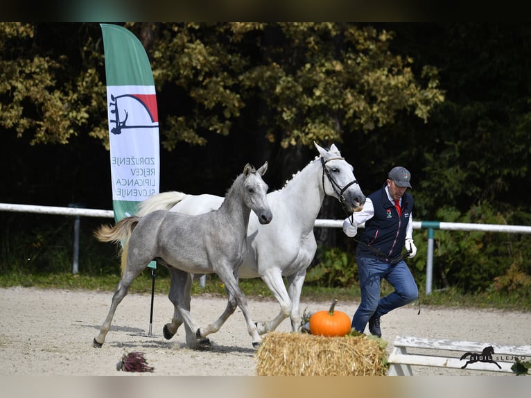 Koń lipicański Wałach 2 lat 158 cm Siwa in Radovljica