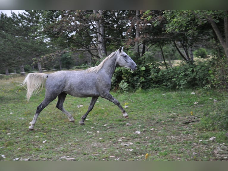 Koń lipicański Wałach 3 lat 152 cm Siwa in Kozina