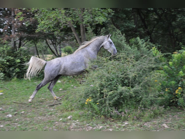 Koń lipicański Wałach 3 lat 152 cm Siwa in Kozina