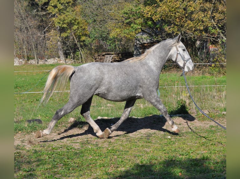 Koń lipicański Wałach 3 lat 152 cm Siwa in Kozina