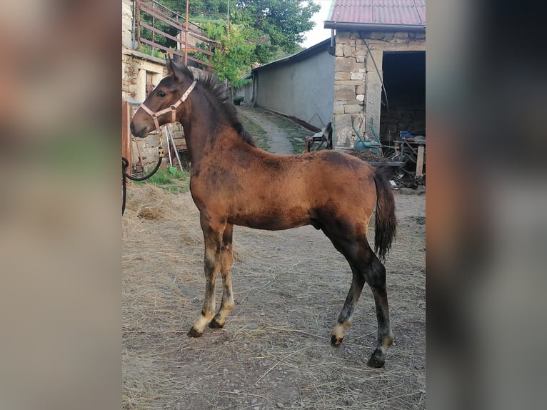 Koń lipicański Wałach 3 lat 153 cm Gniada in Kozina