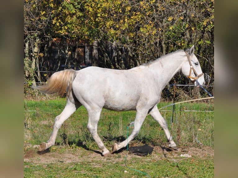 Koń lipicański Wałach 3 lat 154 cm Siwa in Kozina