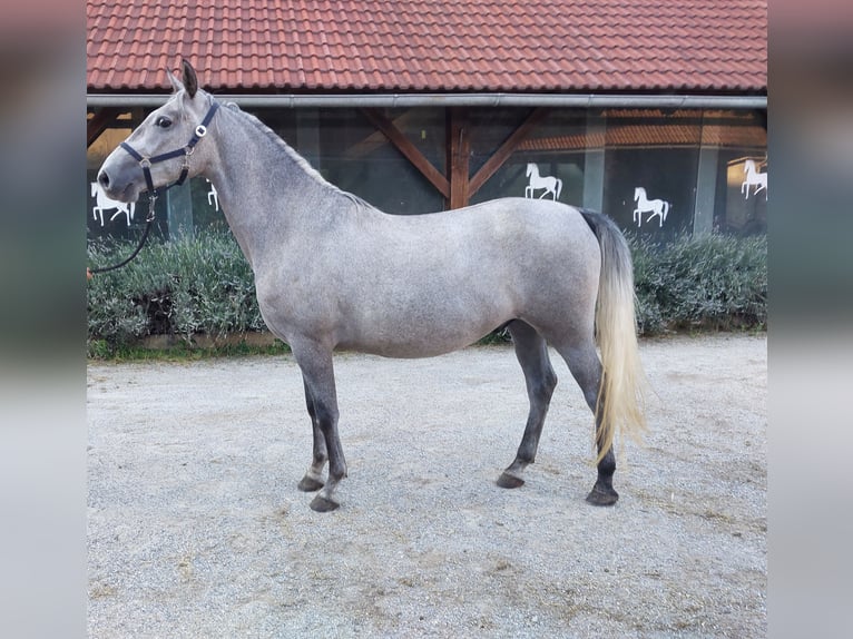 Koń lipicański Wałach 3 lat 160 cm Siwa in Šentjernej