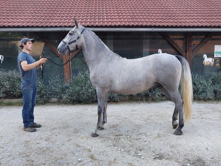 Koń lipicański Wałach 3 lat 160 cm Siwa in Šentjernej