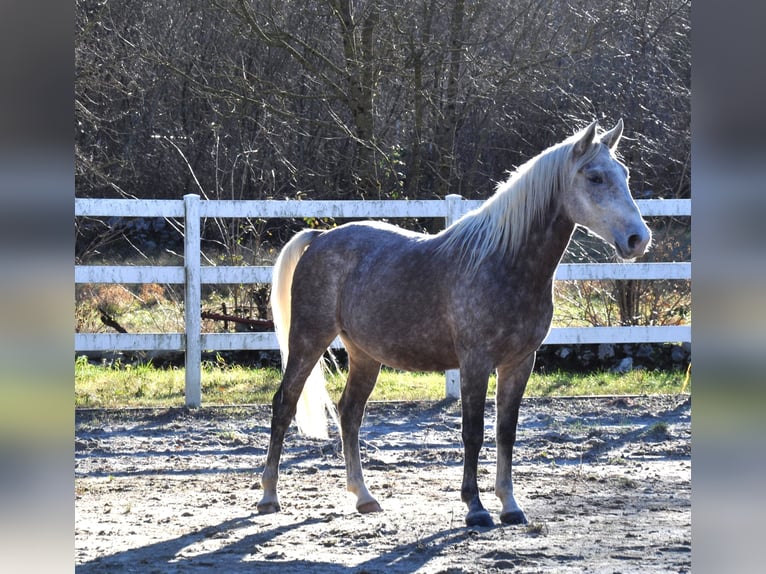 Koń lipicański Wałach 4 lat 148 cm Siwa in Vremski Britof