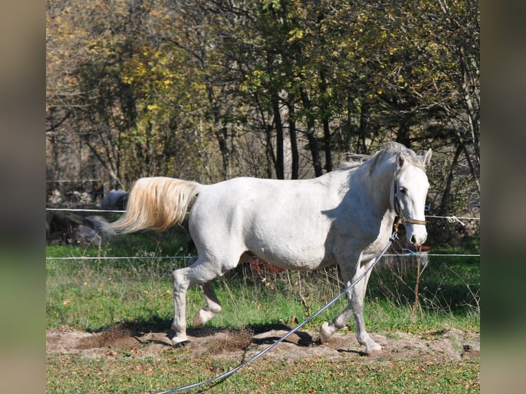 Koń lipicański Wałach 4 lat 154 cm Siwa in Kozina