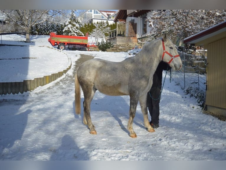 Koń lipicański Wałach 4 lat 158 cm Siwa in Balingen