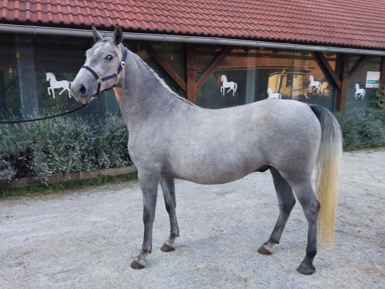 Koń lipicański Wałach 4 lat 160 cm Siwa in Šentjernej