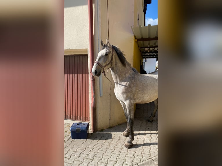 Koń lipicański Wałach 4 lat 163 cm Siwa in Nürnberg