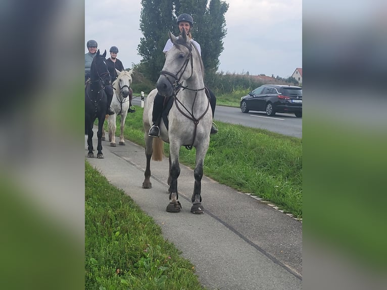 Koń lipicański Wałach 4 lat 163 cm Siwa in Nürnberg