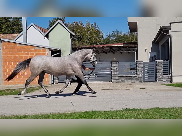 Koń lipicański Wałach 4 lat 165 cm Siwa in Strizivojna