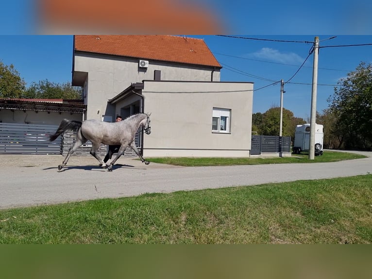 Koń lipicański Wałach 4 lat 165 cm Siwa in Strizivojna