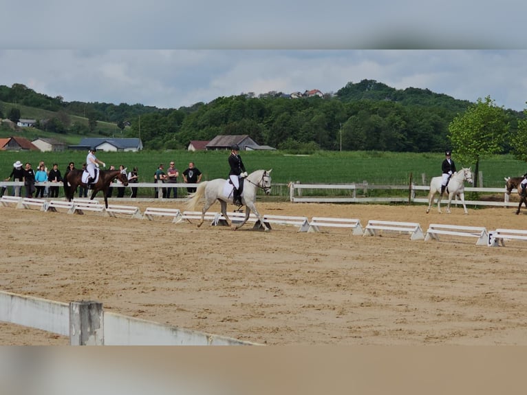 Koń lipicański Wałach 5 lat 145 cm Siwa in Ptuj