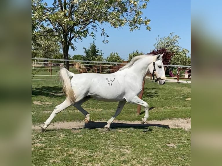 Koń lipicański Wałach 5 lat 154 cm Siwa in Tass