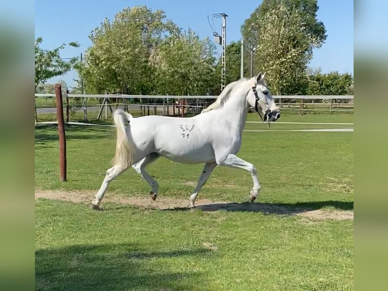Koń lipicański Wałach 5 lat 154 cm Siwa in Tass