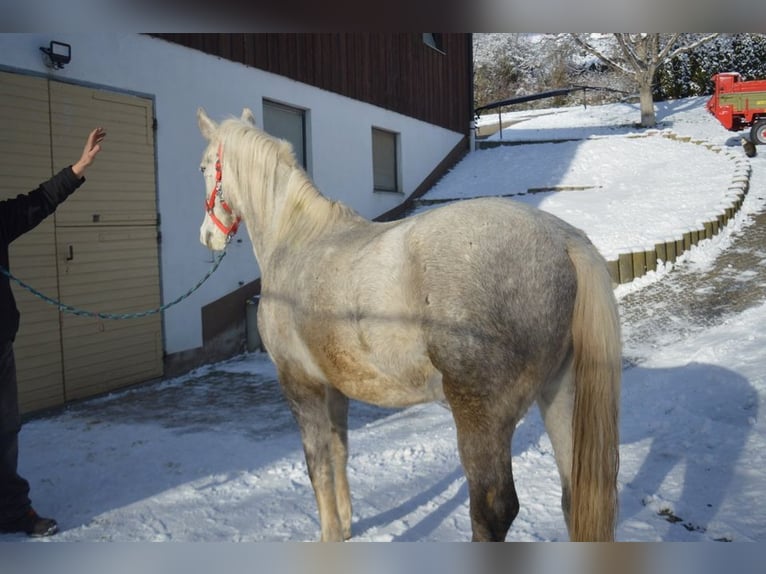 Koń lipicański Wałach 5 lat 158 cm Siwa in Balingen