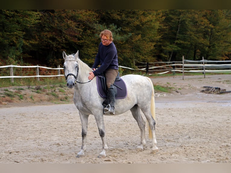 Koń lipicański Wałach 5 lat 162 cm Siwa in Radovljica