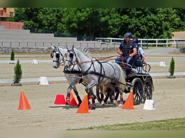 Koń lipicański Wałach 5 lat 162 cm Siwa in Radovljica