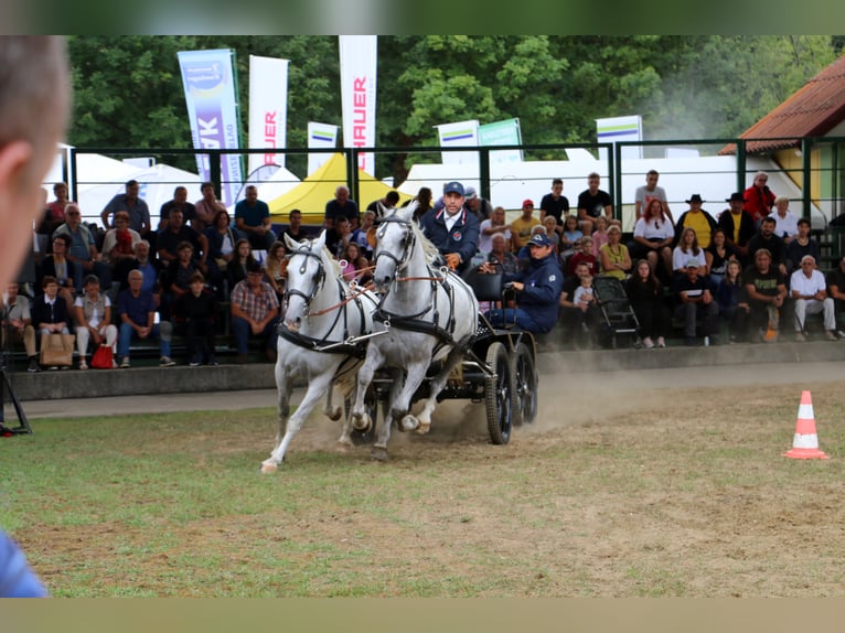 Koń lipicański Wałach 5 lat 162 cm Siwa in radovljica