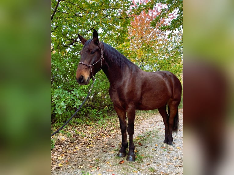 Koń lipicański Mix Wałach 5 lat 165 cm Gniada in Steinbrunn